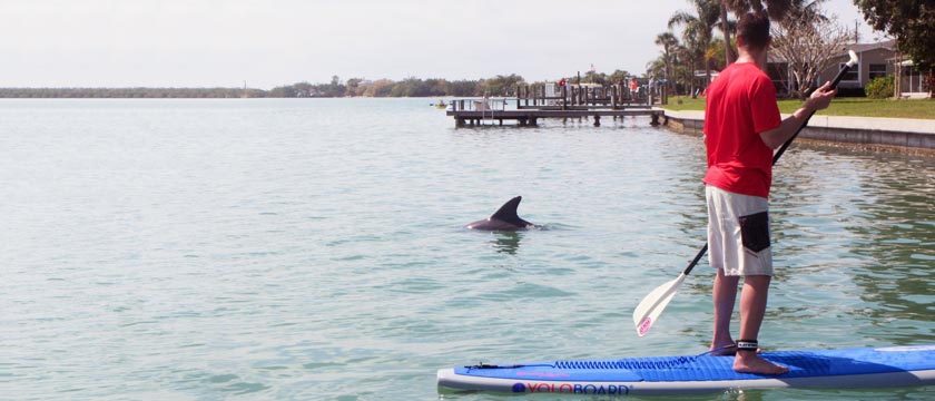 Stump Pass Beach Paddle Board and Dolphin